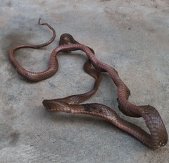 Dipsadoboa brevirostris