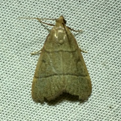 Hypsopygia nostralis