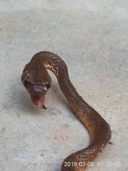 Dipsadoboa brevirostris