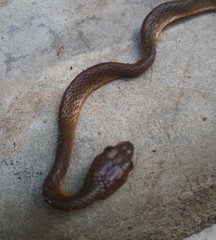 Dipsadoboa brevirostris