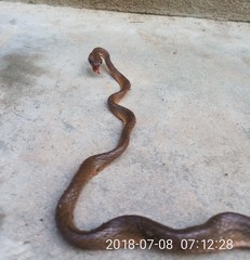 Dipsadoboa brevirostris