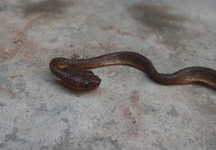 Dipsadoboa brevirostris