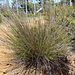 Fountain Sedge - Photo (c) tangatawhenua, some rights reserved (CC BY-NC), uploaded by tangatawhenua