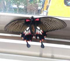 Papilio memnon heronus
