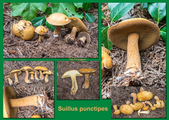 Suillus punctipes