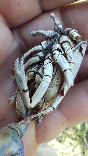Parastacus pilimanus