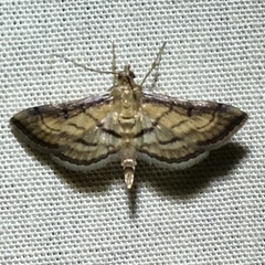 Marasmia cochrusalis