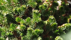 Selaginella eremophila