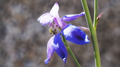 Delphinium parishii subglobosum