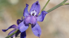 Delphinium parishii subglobosum