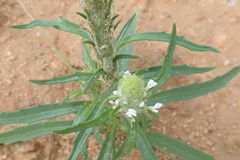 Dischisma spicatum