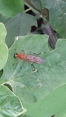 Ptecticus testaceus