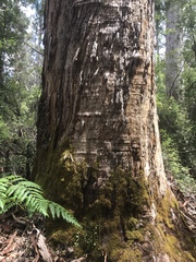 Eucalyptus diversicolor