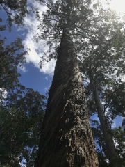 Eucalyptus diversicolor