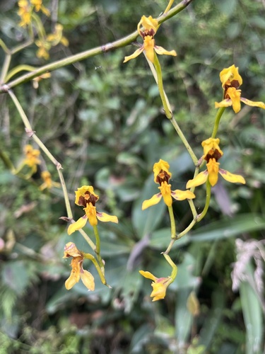 Cyrtochilum densiflorum, photograph 6