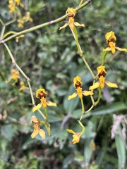 Cyrtochilum densiflorum, photograph (c) Nicolás Baresch Uribe, some rights reserved (CC BY)