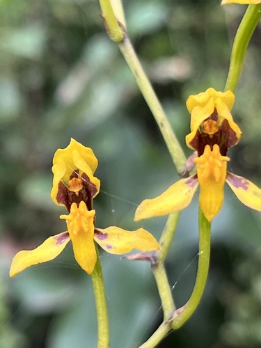Cyrtochilum densiflorum, photograph 5
