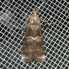 Euzophera ostricolorella