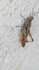 Chorthippus maritimus maritimus