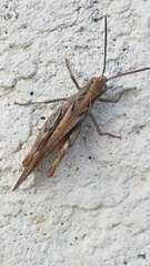 Chorthippus maritimus maritimus