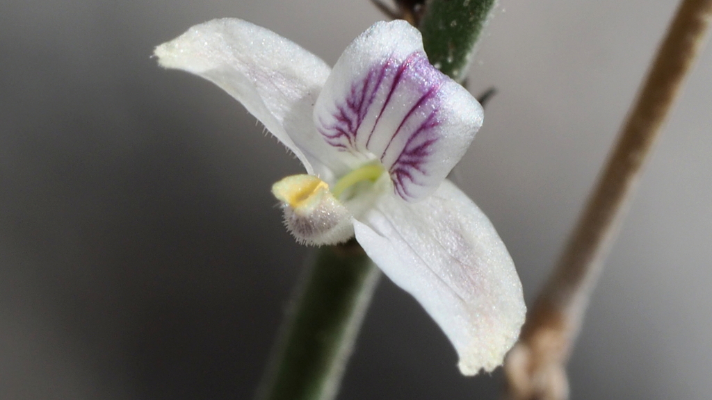 Tetrameriinae