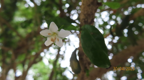Ehretia microphylla iNat (3)