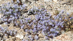 Eriastrum eremicum eremicum