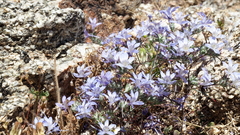 Eriastrum eremicum eremicum