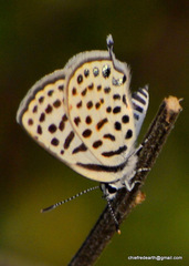 Tarucus callinara