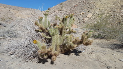 Cylindropuntia wolfii