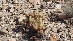Cylindropuntia wolfii