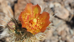 Cylindropuntia wolfii