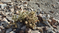 Cylindropuntia wolfii