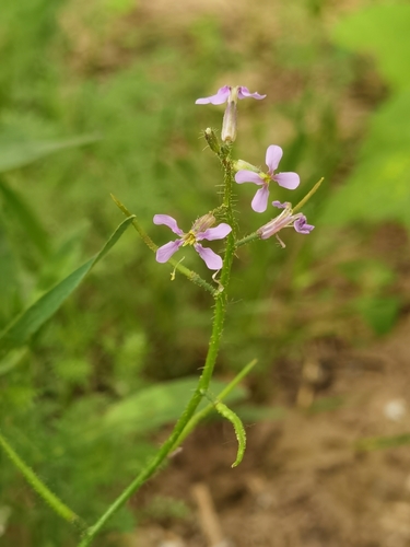 crossflower