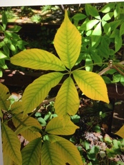 Aesculus parviflora