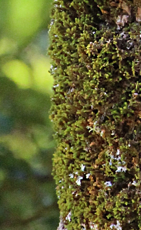 Chandonanthus
