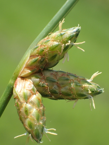Schoenoplectiella juncoides (Roxb.) Lye