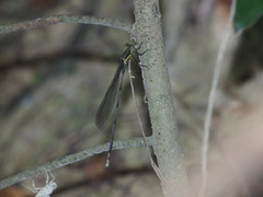 Orolestes selysi