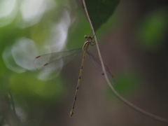 Orolestes selysi