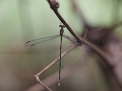Orolestes selysi