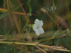 Ipomoea biflora