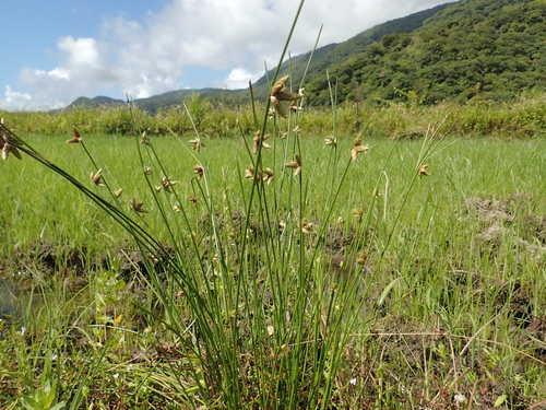 Schoenoplectiella juncoides