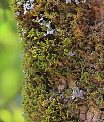 Chandonanthus squarrosus