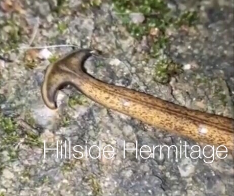 Humbertium diana