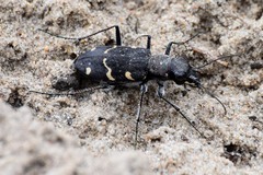 Cicindela sylvatica