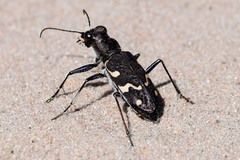 Cicindela sylvatica