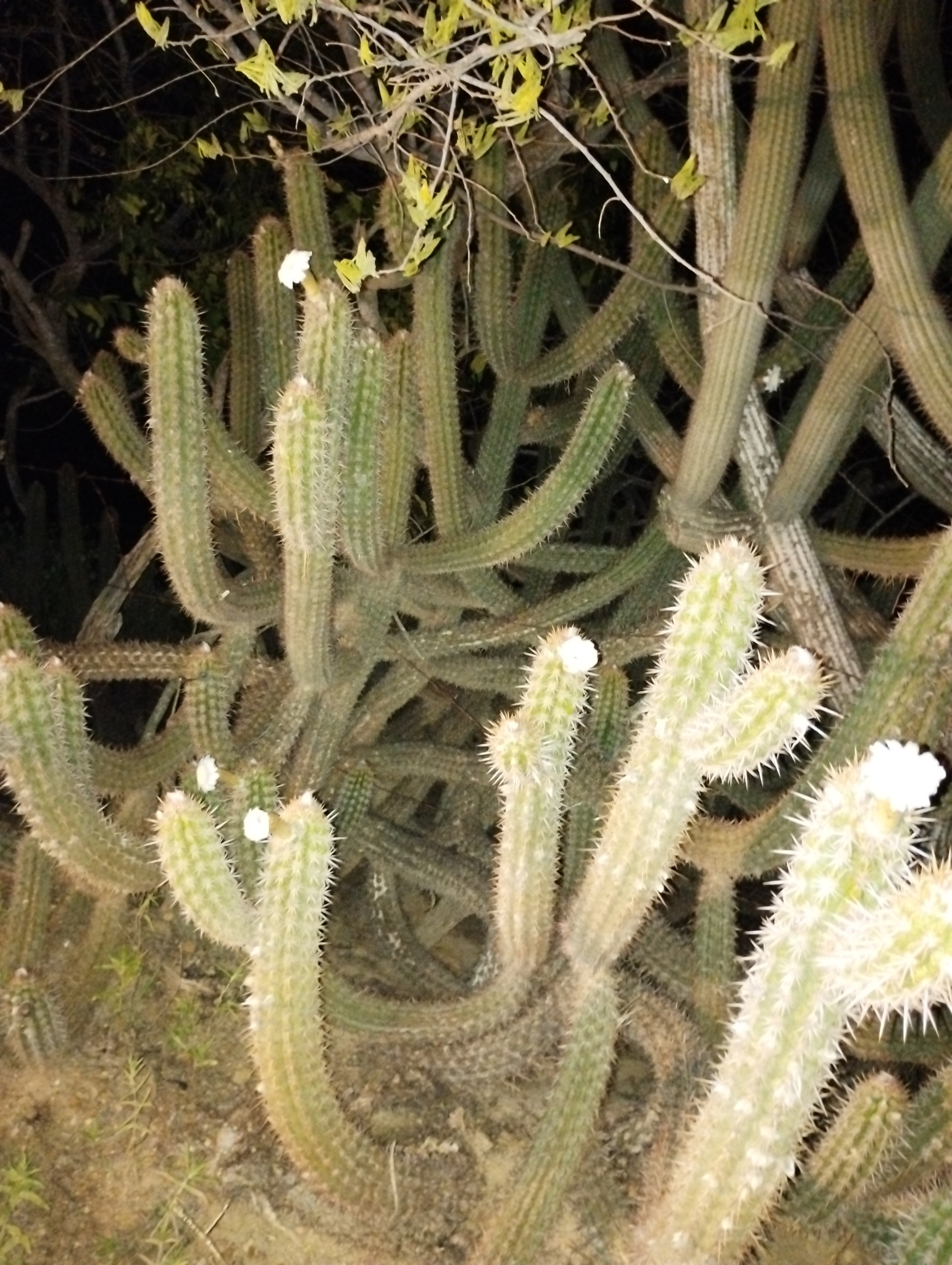 Xiquexique gounellei