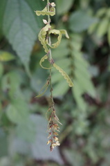 Pleurolobus gangeticus