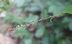 Pleurolobus gangeticus