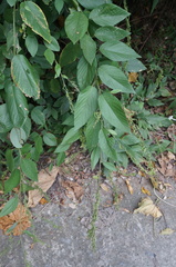 Pleurolobus gangeticus